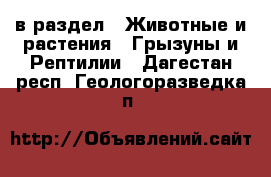  в раздел : Животные и растения » Грызуны и Рептилии . Дагестан респ.,Геологоразведка п.